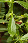 Florida hedgehyssop